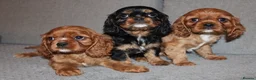Cavalier King Charles Spaniel dogs for sale: Gorgeous Cavalier King Charles Spaniel puppies - Advert 5