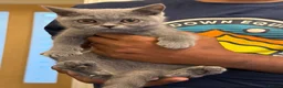 British Shorthair cats for sale: Female British Short Hair For Sale - 🧸 in Birmingham - Advert 1