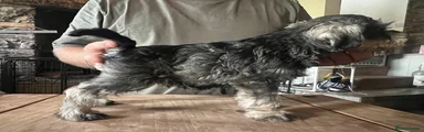 Miniature Schnauzer 5