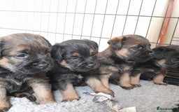 Border Terrier dogs for sale: KC REG SLEM CLEAR PUPPIES - Image 1