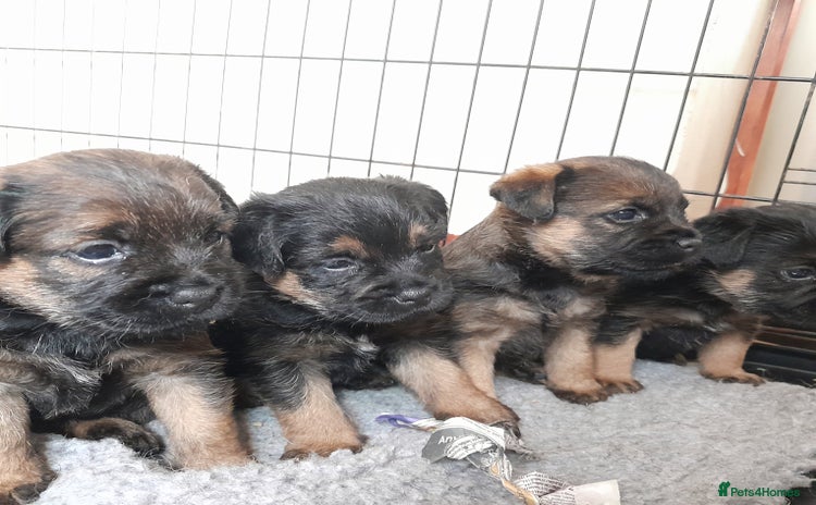 Border Terrier dogs - Advert 2