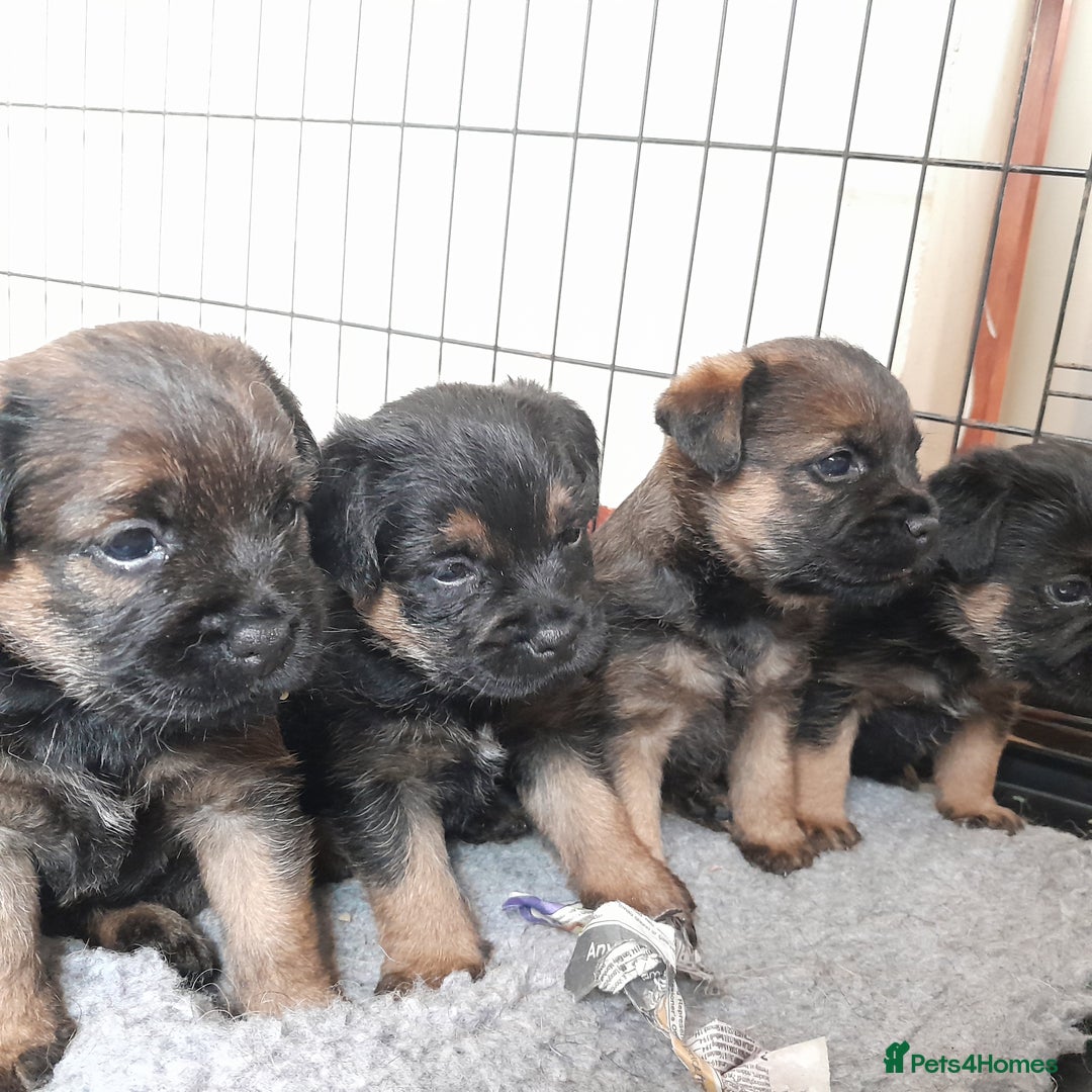 Border Terrier dogs for sale: KC REG SLEM CLEAR PUPPIES - Image 1