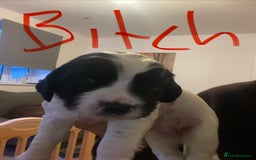 Sprocker dogs for sale: 5 left of gorgeous sprocker puppies - Image 9