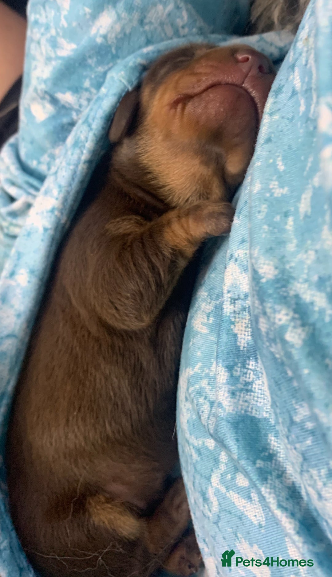 Dachshund dogs for sale: Genuine tiny Kaninchen Dachshund Puppies  - Advert 3