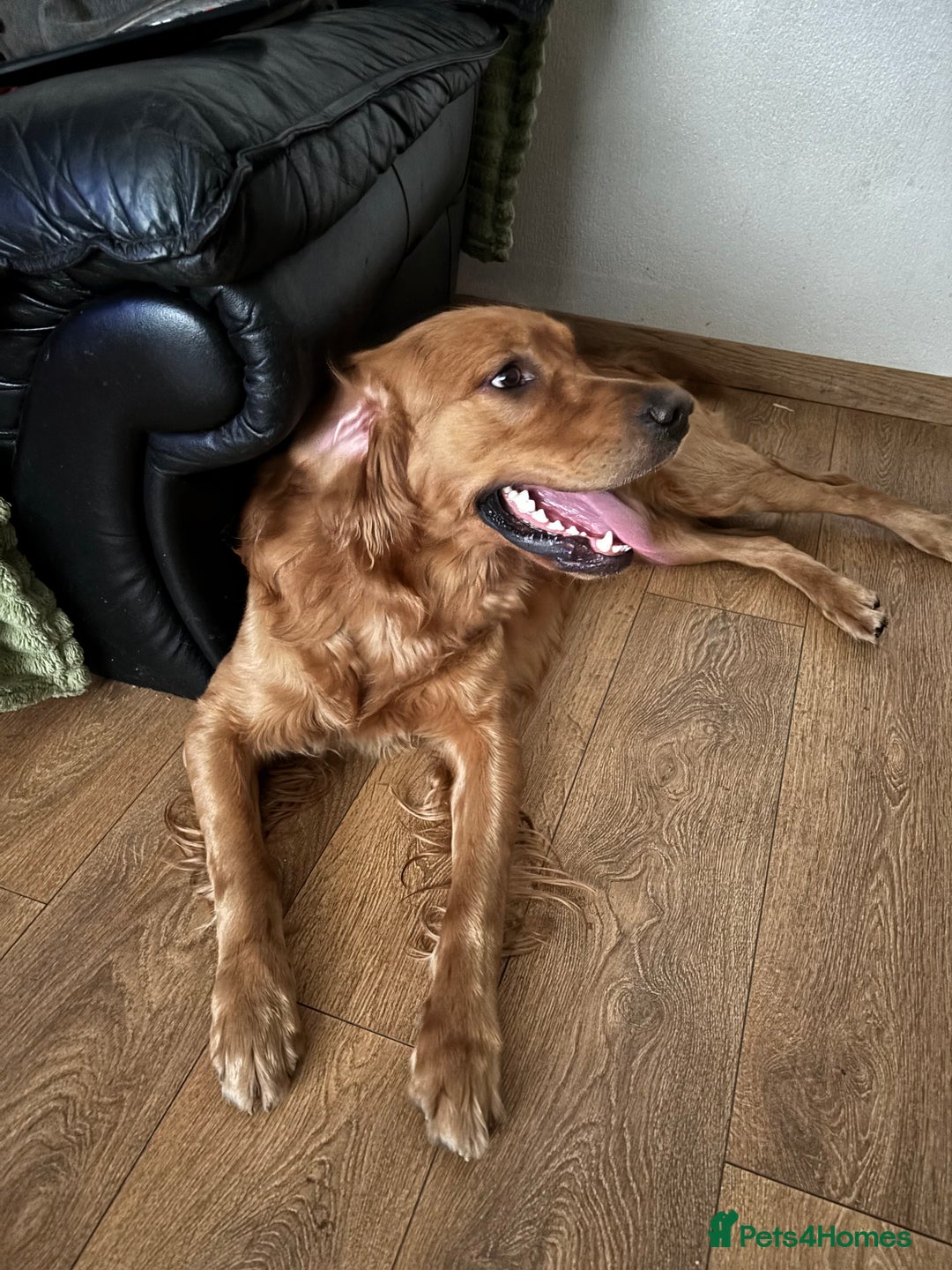 Golden Retriever dogs for stud: Handsome Golden Retriever for Stud - Advert 5