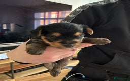 Yorkshire Terrier dogs for sale: Pedigree Healthy toy Yorkshire Terrier pups  - Image 8