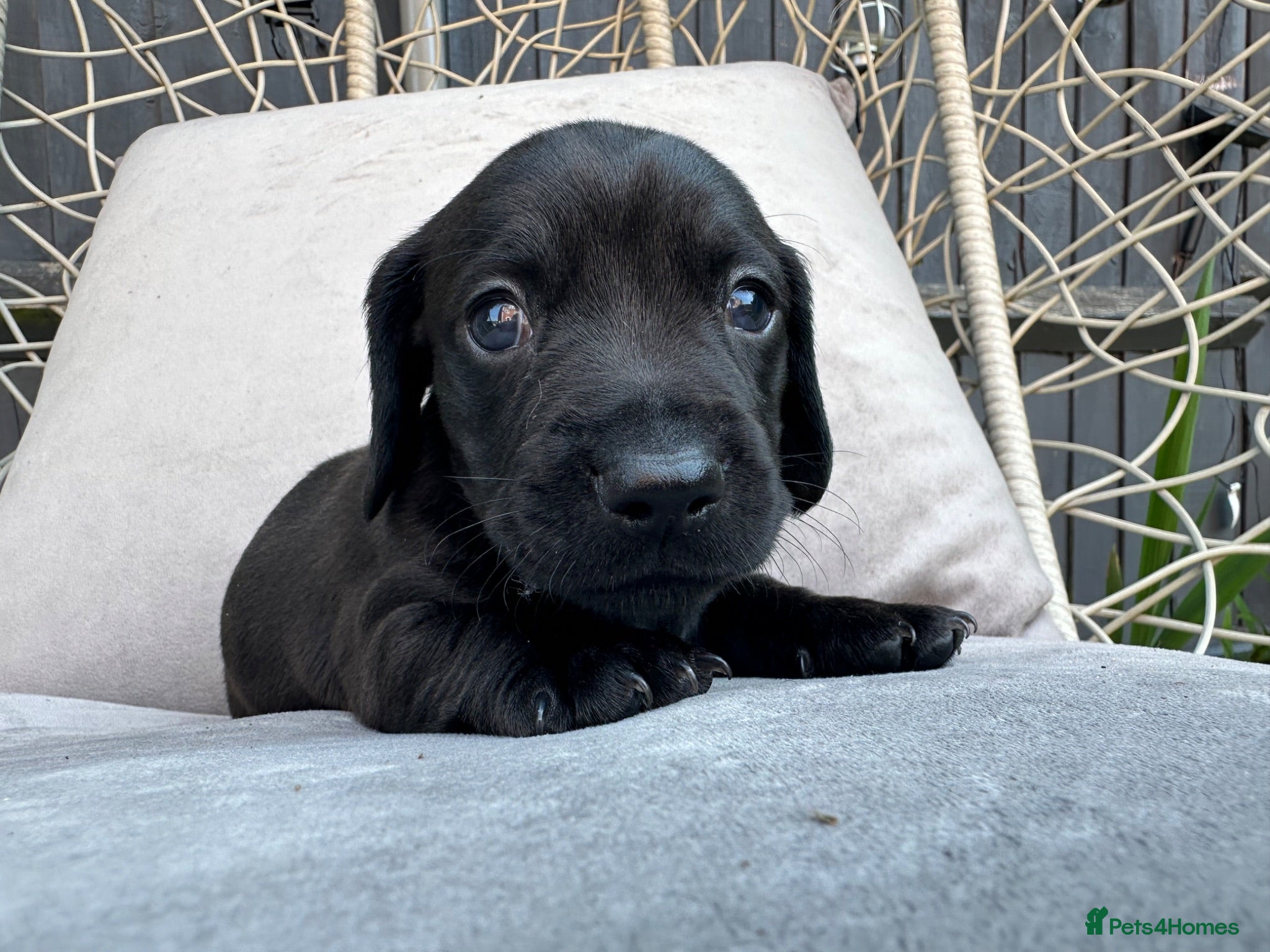 Miniature Dachshund dogs 🐾🐶Cutest miniature dashchunds 🐶🐾 - Advert 7