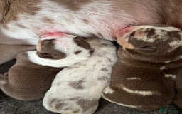 English Bulldog dogs for sale: QC puppies  - Image 4
