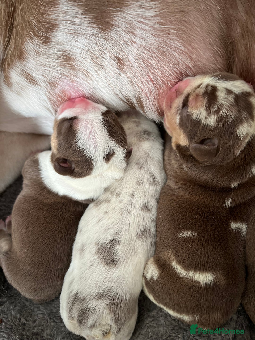 English Bulldog dogs for sale: QC puppies  - Image 4