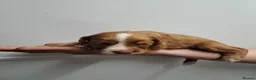 Cocker Spaniel dogs for sale: KC CHAMPION BLOODLINE Working Spaniel pups - Advert 17
