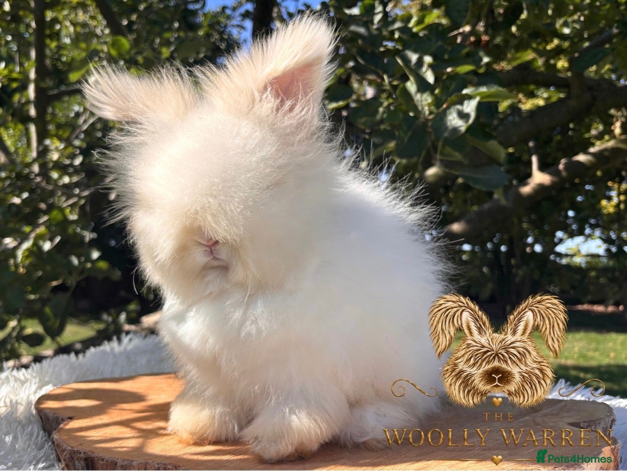 Angora rabbits Fully Vaccinated Angora Litter Ready Now - Advert 2