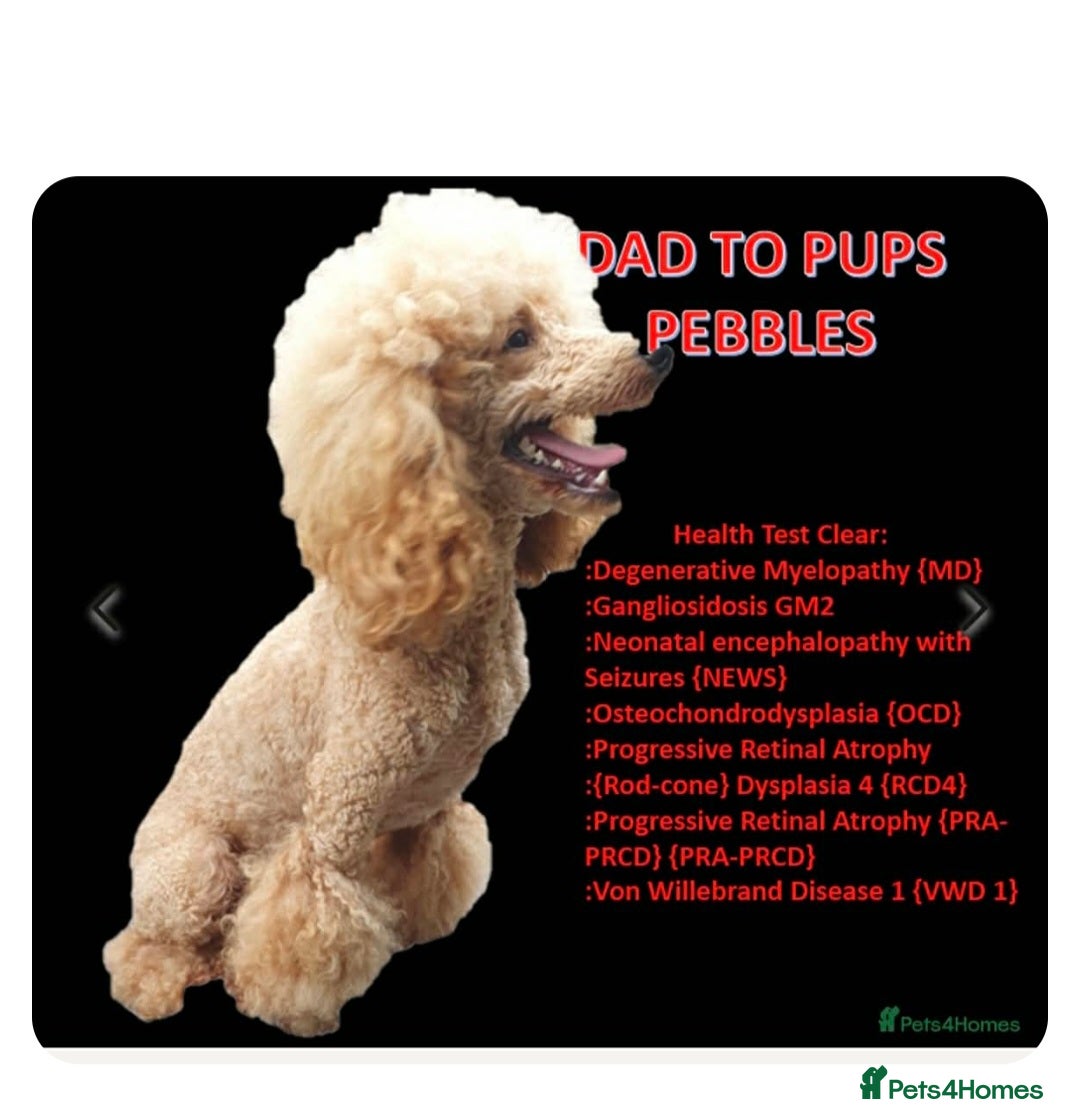 Cockapoo dogs for sale: Cockapoo pups  - Advert 12