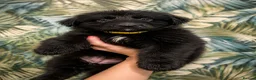 German Shepherd dogs for sale: German shepherd puppies  - Advert 13