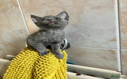 Devon Rex cats for sale: GCCF Registered Pedigree Devon Rex Kittens ❤️ in Leeds - Image 3