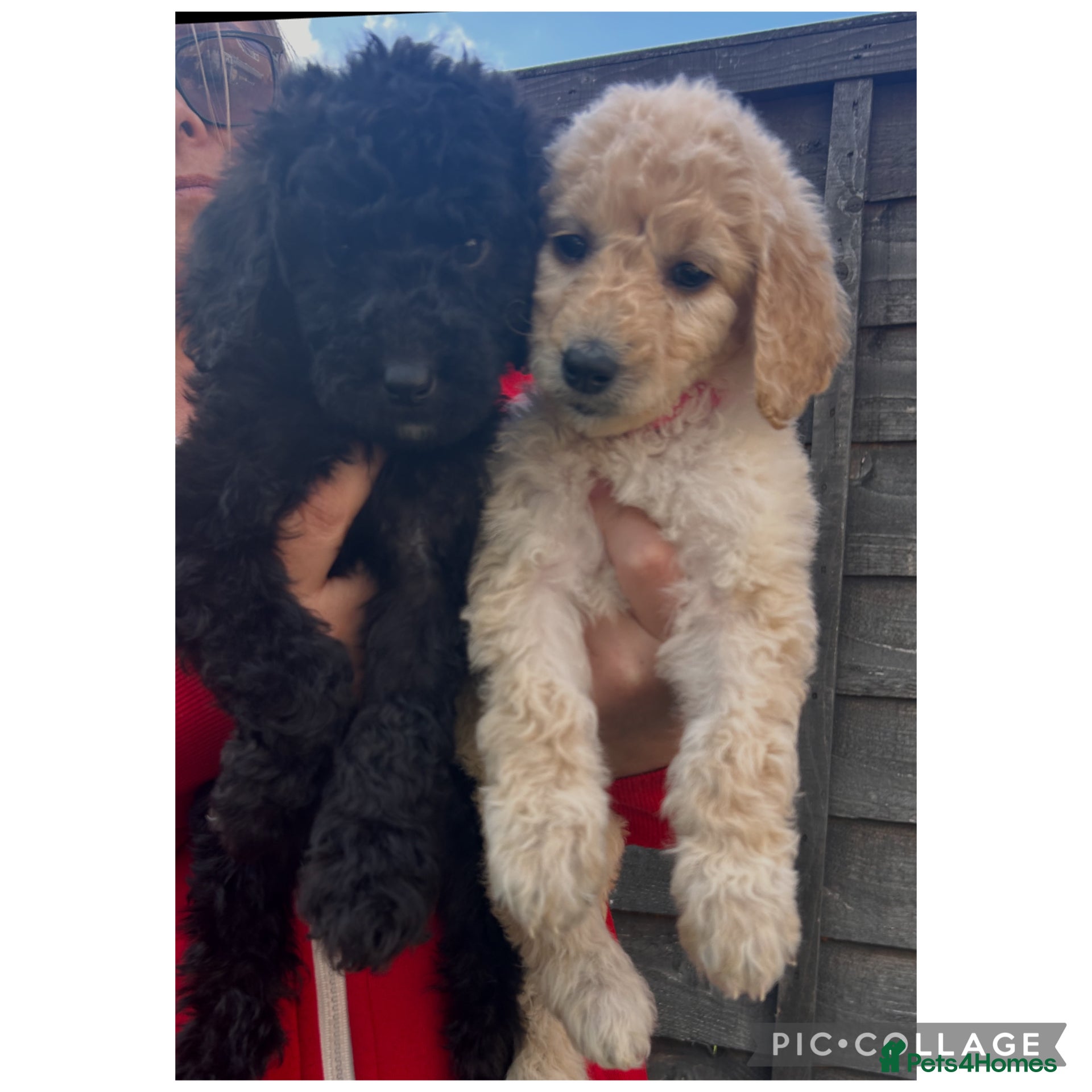 Labradoodle dogs  f1bb standard labradoodles - silver & apricots - Advert 3