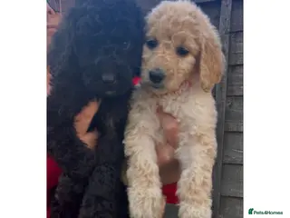 Labradoodle dogs f1bb standard labradoodles - silver & apricots - Advert 3