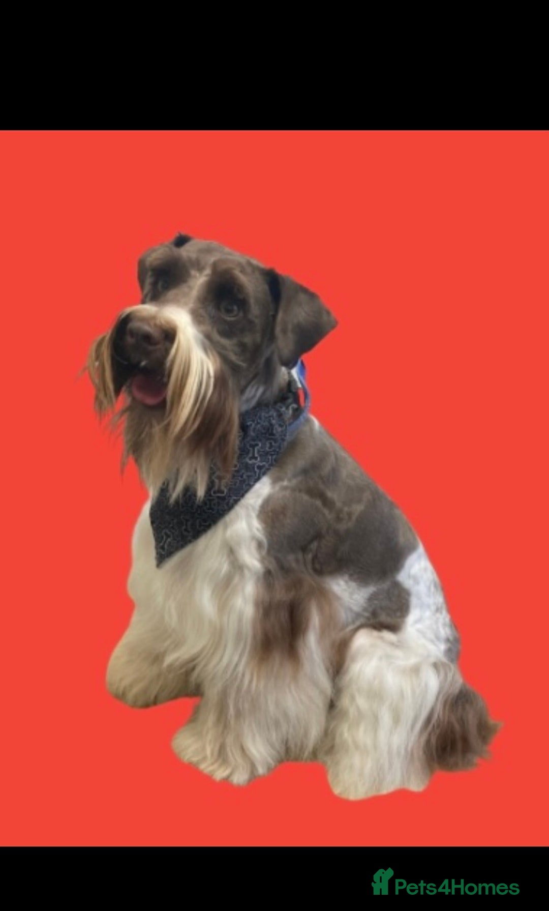 Poodle dogs for stud: Chocolate /White Miniature Schnauzer STUD BVA +MAC in Coventry - Advert 12