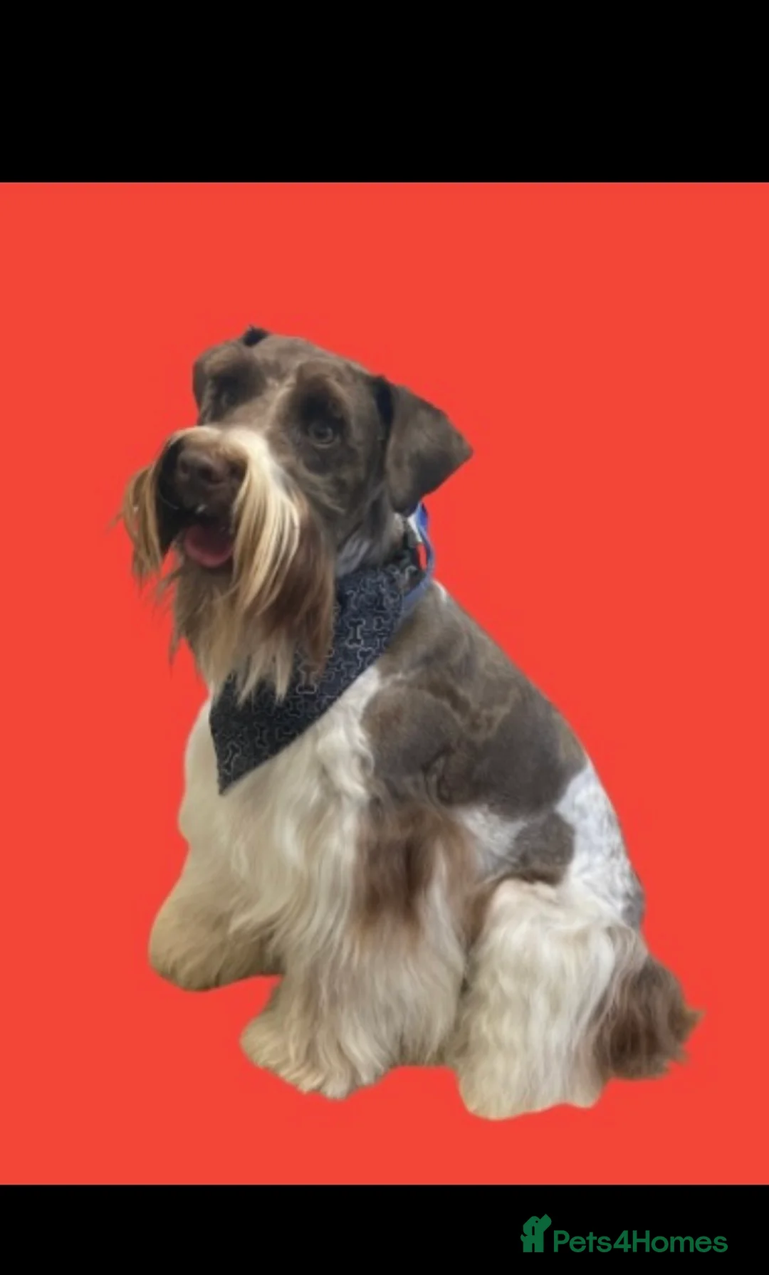 Poodle dogs for stud: Chocolate /White Miniature Schnauzer STUD BVA +MAC in Coventry - Advert 12