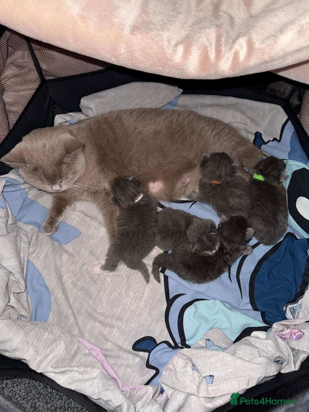 British Shorthair cats for sale: British Shorthair/Ragdoll - Advert 11