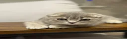 Scottish Fold cats for sale: LAST Scottish Fold – Ready Now - Advert 9