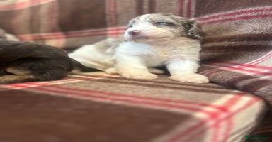 Cockapoo dogs ⭐️🎉stunning tiny⭐️toy cockapoo 🎉 - Advert 3