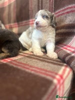 Cockapoo dogs ⭐️🎉stunning tiny⭐️toy cockapoo 🎉 - Advert 3