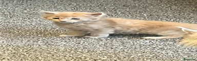 Maine Coon 2