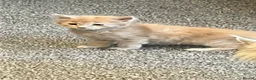 Maine Coon cats for sale: Red and red/silver  pure bred Maine coons  - Advert 3