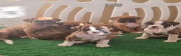 Boxer dogs for sale:   Outstanding  KC Boxer puppies - Advert 8