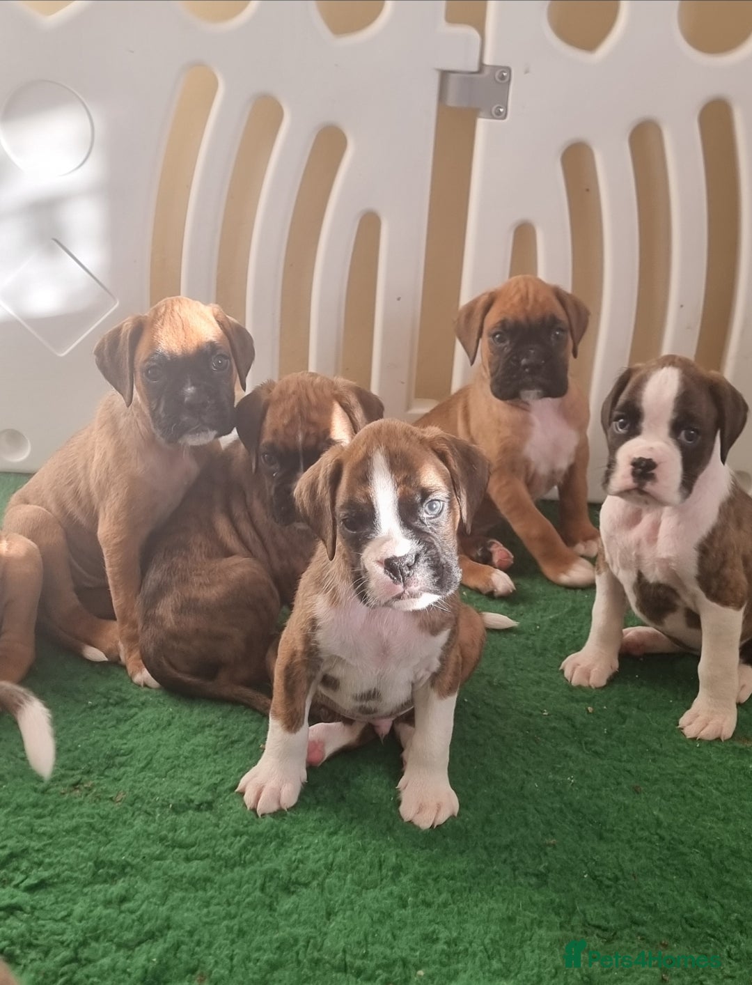 Boxer dogs for sale:   Outstanding  KC Boxer puppies - Advert 8