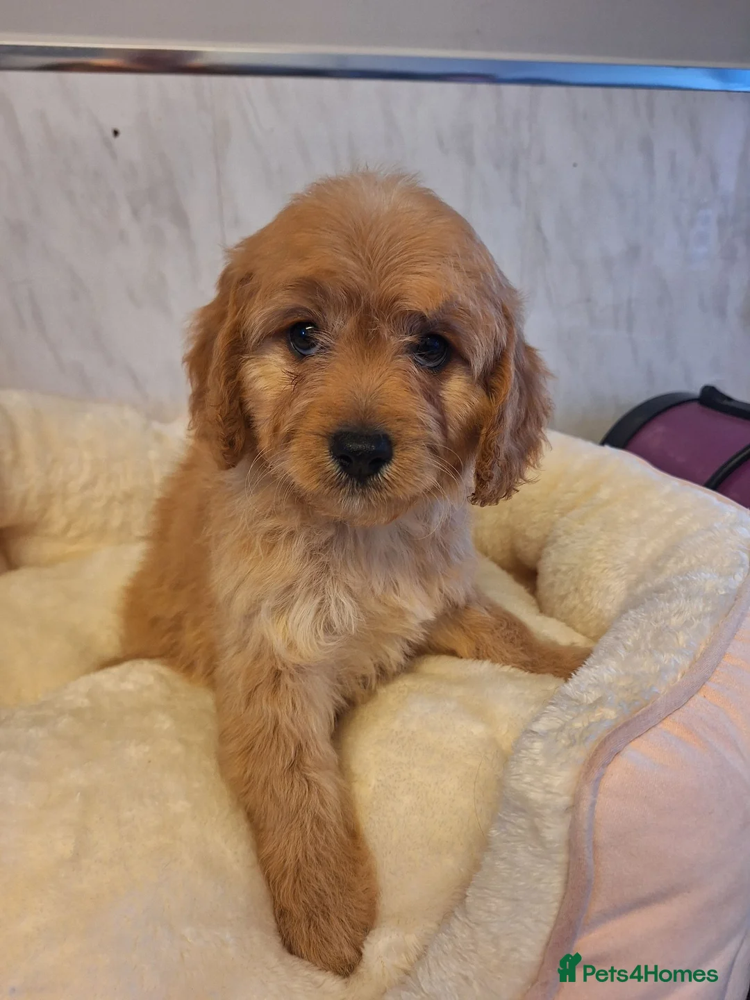 Cavapoo dogs for sale: F1 CAVAPOO READY NOW - Advert 15