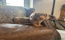 Miniature Dachshund dogs for sale: Miniature Dachshund Puppies - Image 4