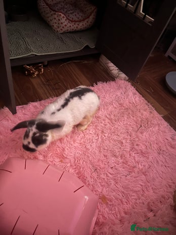 English Spot rabbits - Advert 1