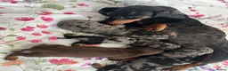 Miniature Dachshund dogs for sale: miniature dachshund  in Coventry - Advert 8