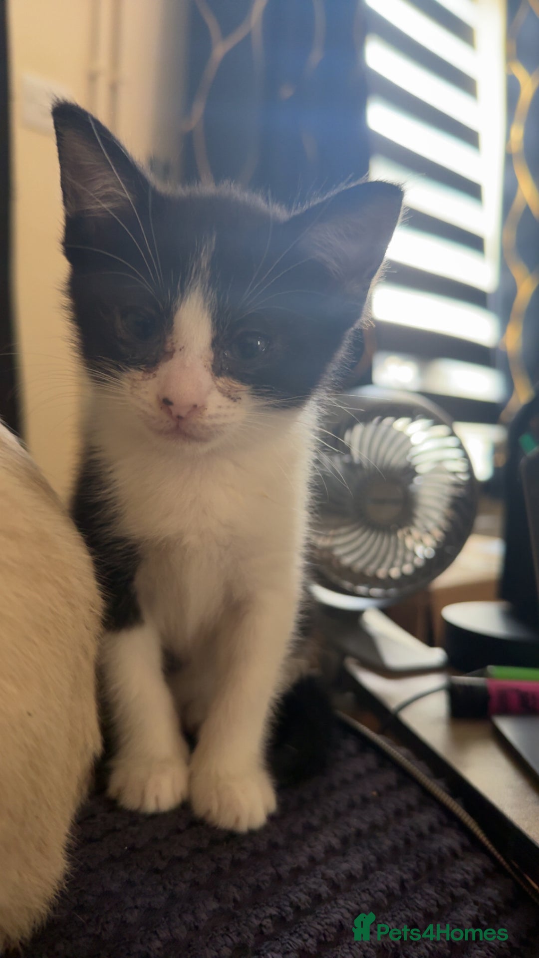 Norwegian Forest Cat cats for sale: Diamond 💎  - Image 3