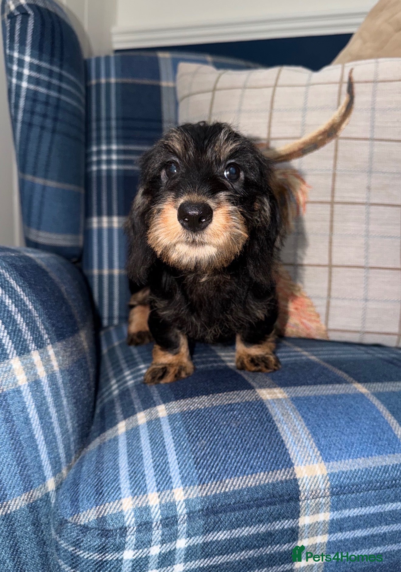 Miniature Dachshund dogs for sale: 💙Stunning Mini Wire Haired Boys 💙 - Advert 1