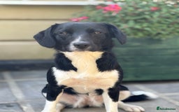 Sprollie dogs for sale: 9 month old sprollie - Image 4