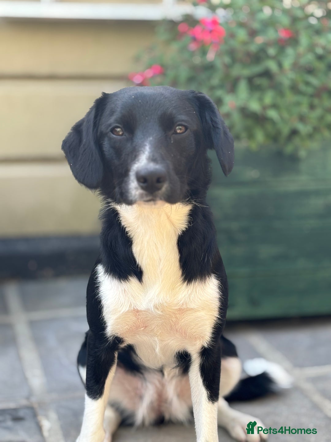 Sprollie dogs for sale: 9 month old sprollie - Image 4