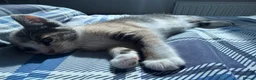 British Shorthair cats for sale: 5 Mixed british shorthair kitten litter  - Advert 11