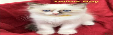 Ragdoll 1
