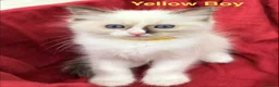 Ragdoll cats for sale: Purebred Ragdoll Kittens  - Advert 12