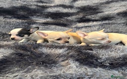 Chihuahua dogs for sale: Chihuahua puppy’s  - Image 24