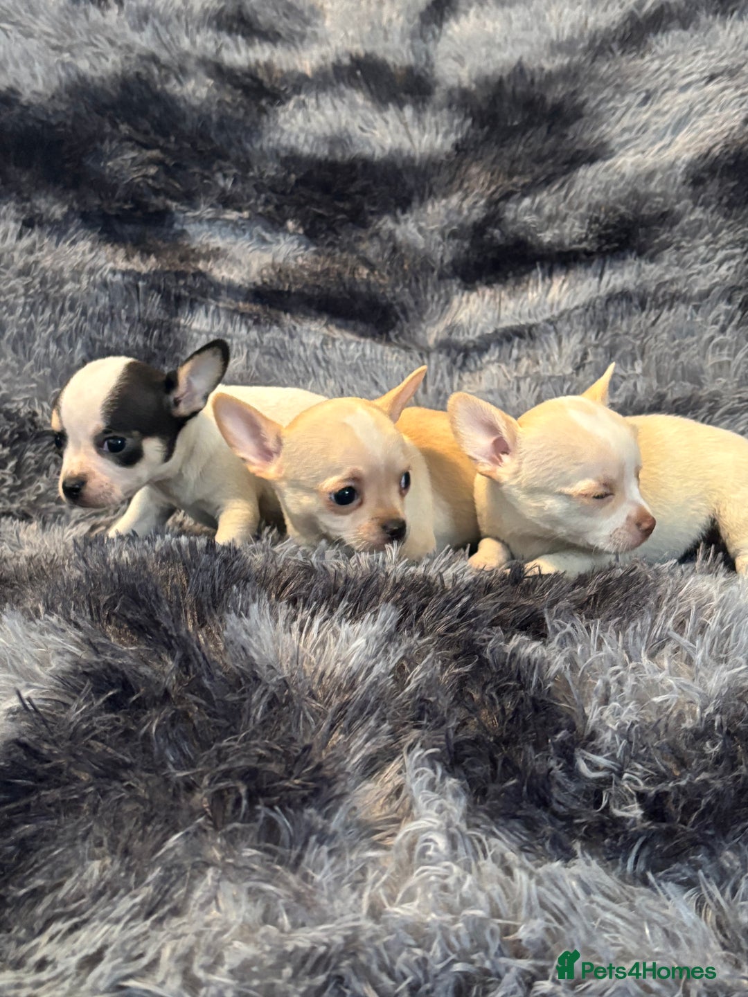 Chihuahua dogs for sale: Chihuahua puppy’s  - Image 24
