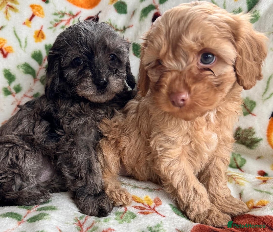 Cavapoo dogs for sale: F1b cavapoo babies - Advert 4