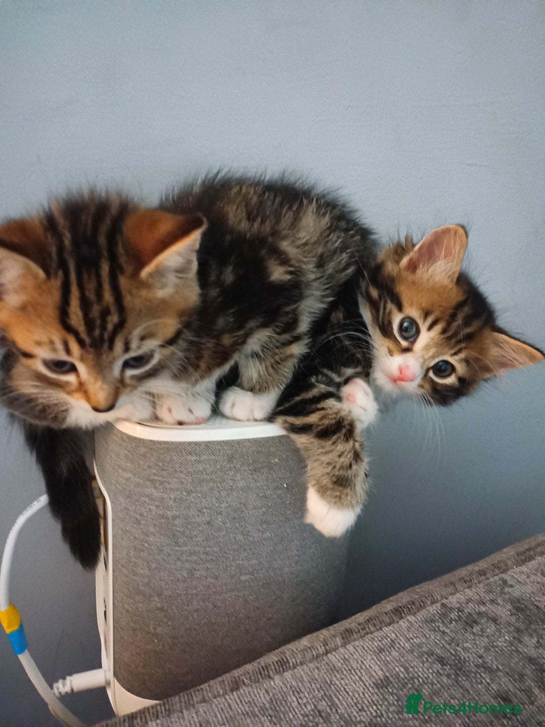Mixed Breed cats for sale: Adorable kittens for sale - Image 8