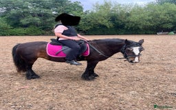 Irish Cob horses for sale: 💕sally💕 11.2h mare ride and drive   - Image 2