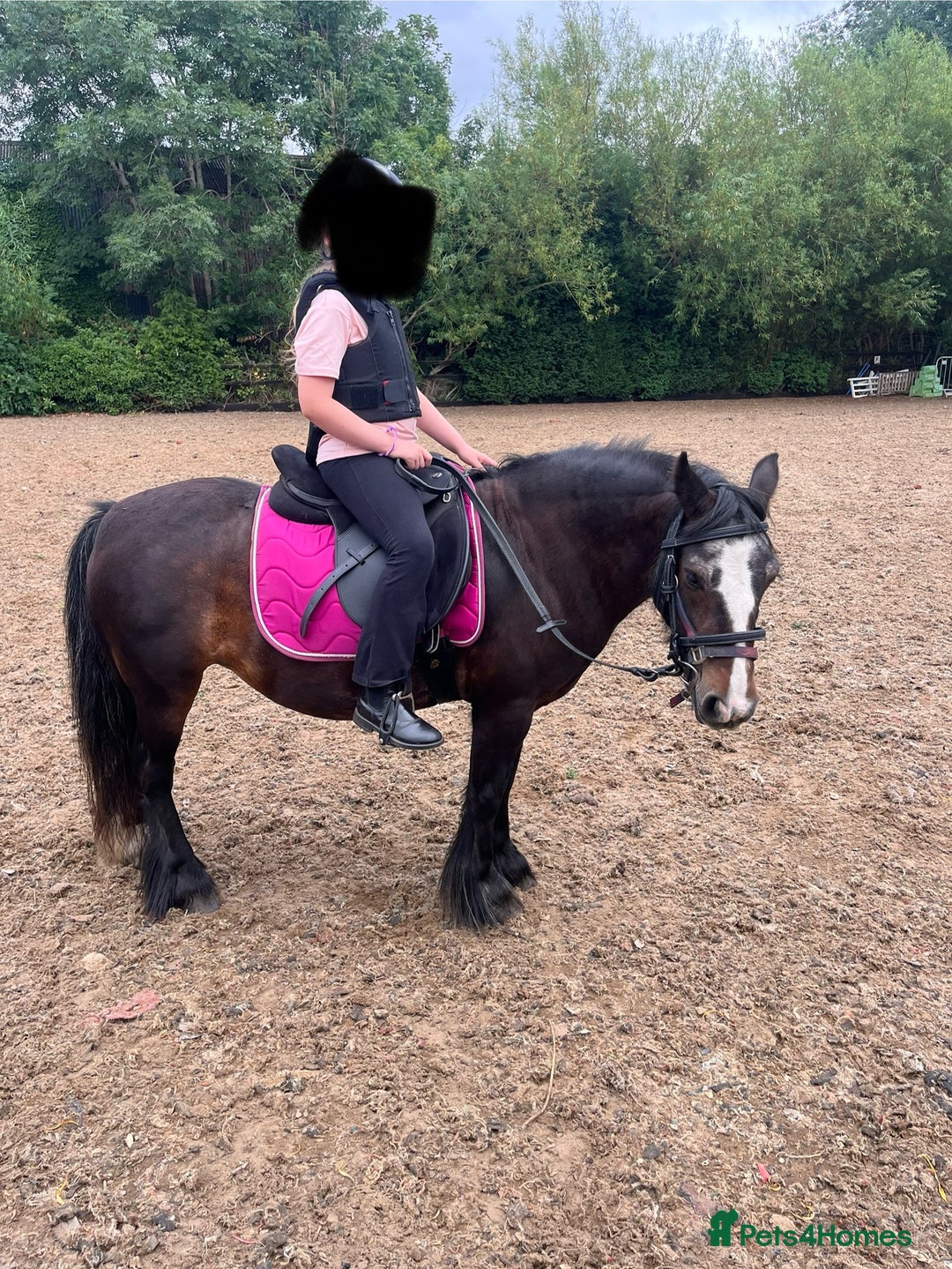 Irish Cob horses for sale: 💕sally💕 11.2h mare ride and drive   - Image 2