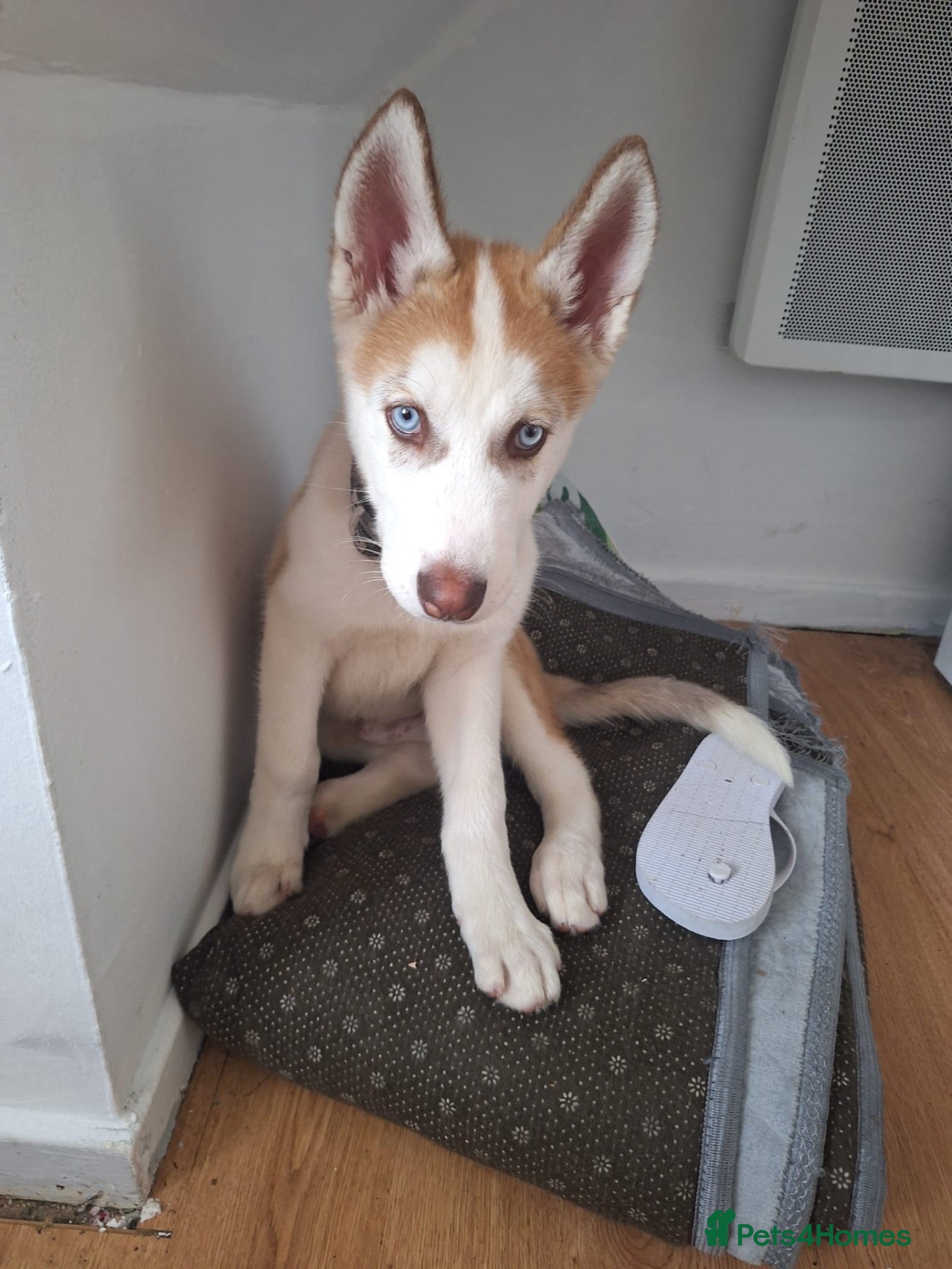 Siberian Husky dogs 🐾 Beautiful 14-Week-Old Siberian Husky Puppy  - Advert 1