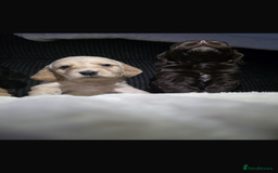 Cocker Spaniel dogs for sale: Beautiful cocker spaniels  - Image 1