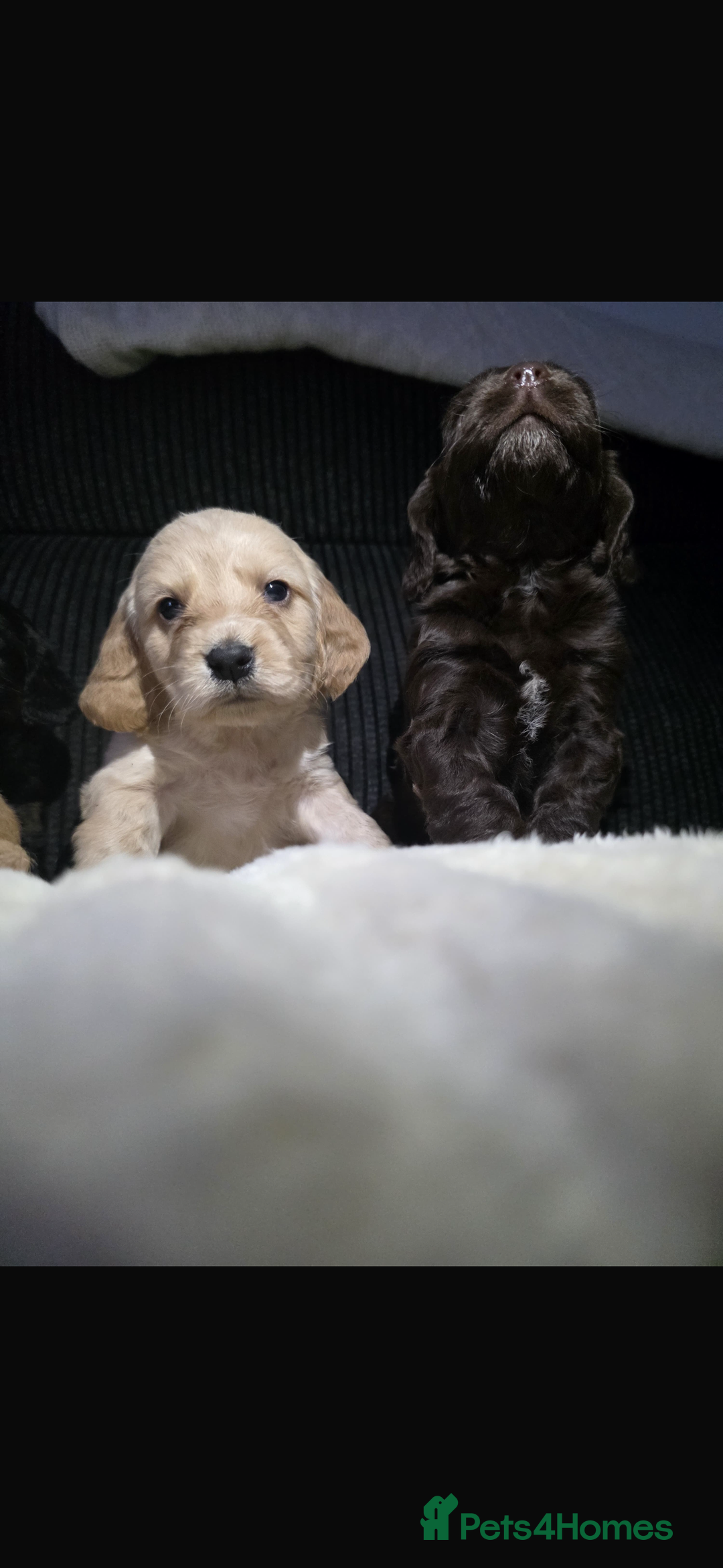 Cocker Spaniel dogs for sale: Beautiful cocker spaniels  - Image 1